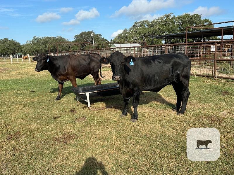 2 Brangus Cows... S. Central TX thumbnail 2