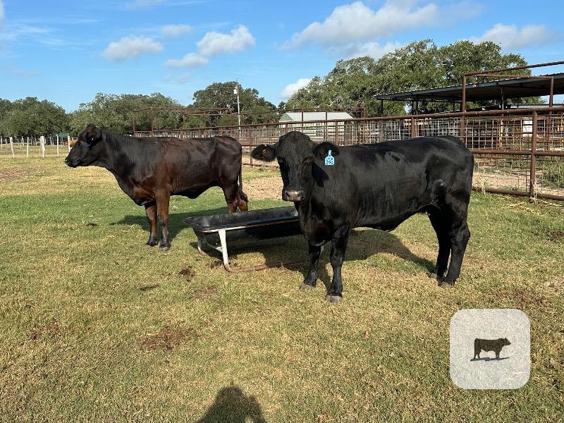 12 Crossbred Cows... South TX thumbnail 2