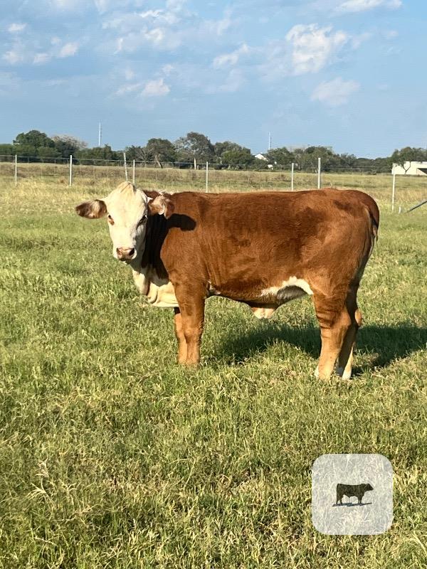 7 Hereford Plus Rep. Heifers... South TX thumbnail 3
