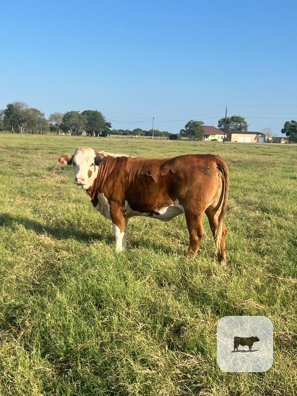 7 Hereford Plus Rep. Heifers... South TX