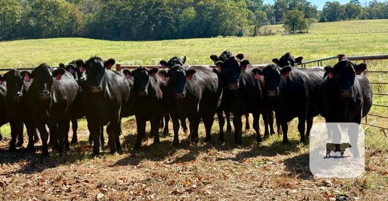 296 Angus Cows... East TX thumbnail 4