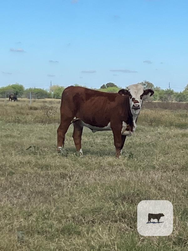 7 Hereford Plus Rep. Heifers... South TX thumbnail 5