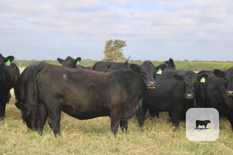 318 Angus Bred Heifers... Central TX thumbnail 5
