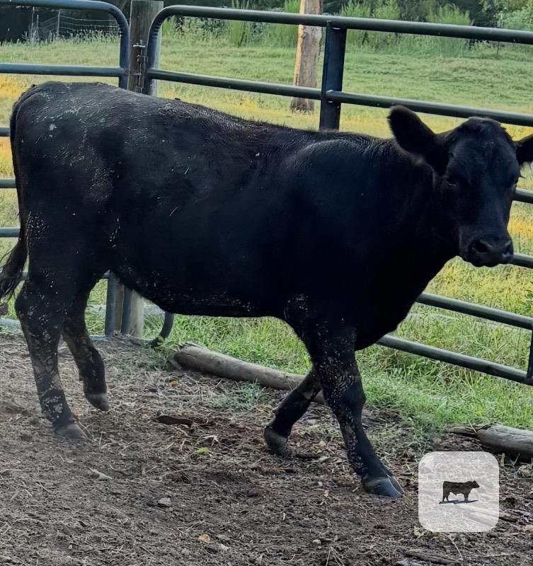 2 Reg. Angus Rep. Heifers... Western TN