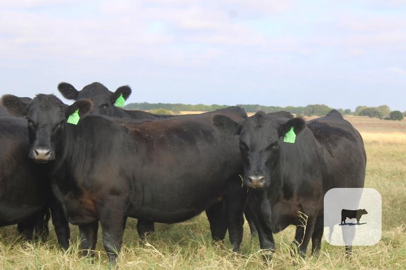 318 Angus Bred Heifers... Central TX thumbnail 3