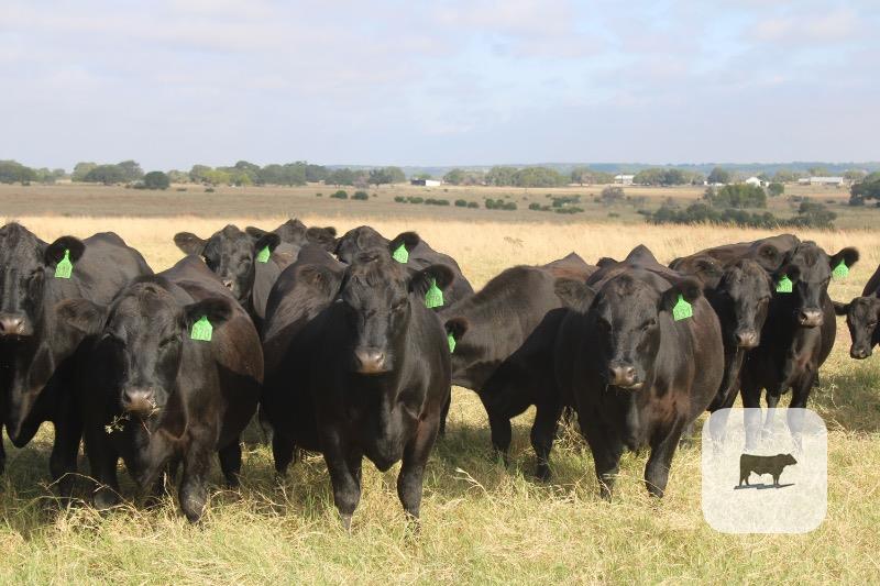318 Angus Bred Heifers... Central TX thumbnail 6