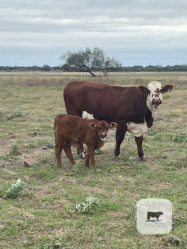 4 Braford 1st-Calf Pairs... South TX thumbnail 2