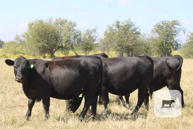 195 Angus Bred Heifers... Central TX thumbnail 6