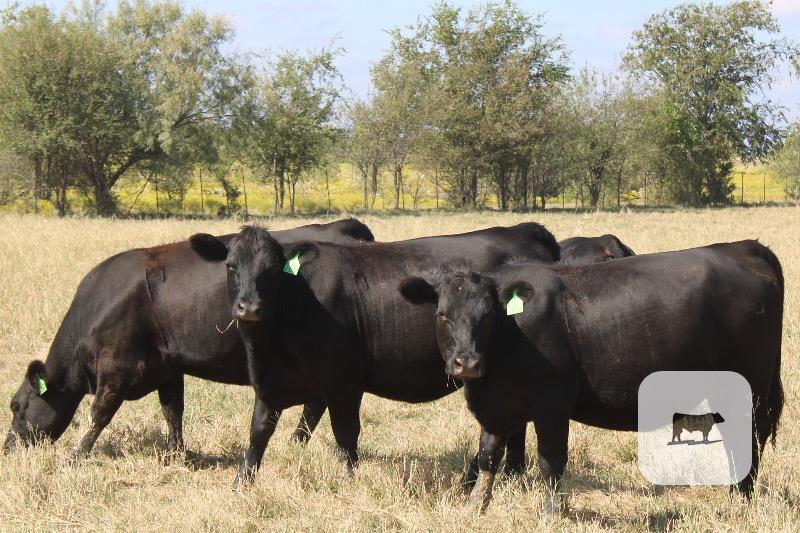 20 Angus Bred Heifers... Central TX