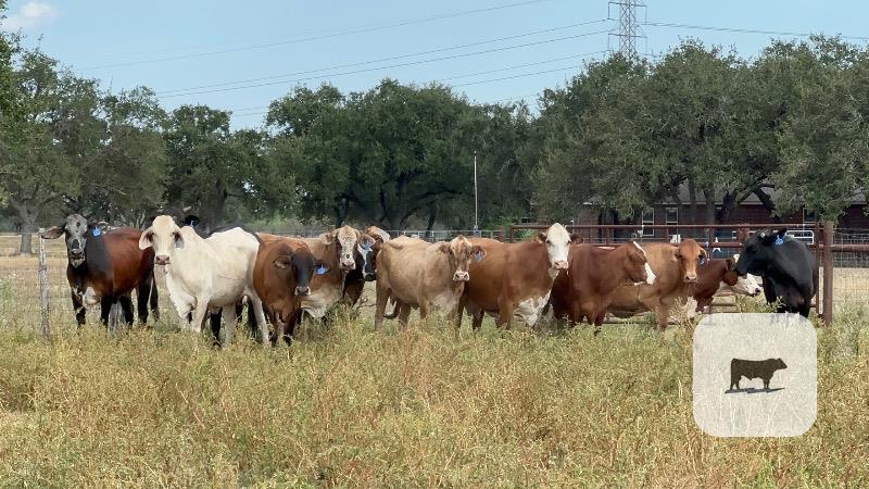 13 Brahman Cross Cows w/ 1+ Calves... South TX thumbnail 5
