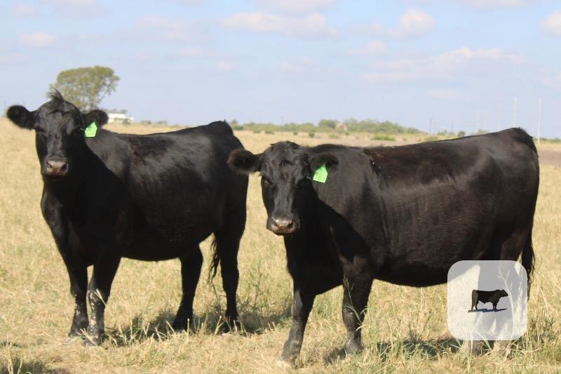 195 Angus Bred Heifers... Central TX thumbnail 4