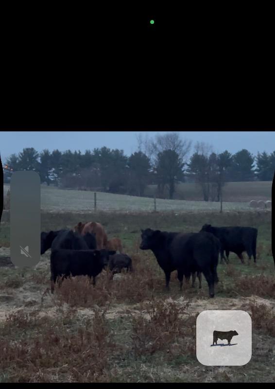 58 Angus Cows w/ 13+ Calves... S. Central IN thumbnail 6