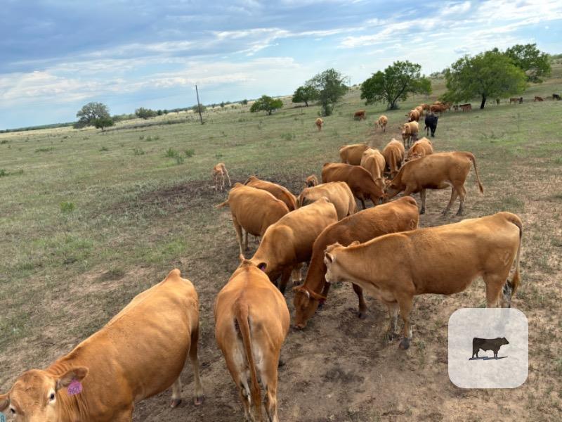 10 Purebred Akaushi Cows w/ 3 Calves... S. Central TX thumbnail 4