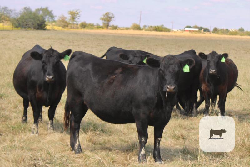 195 Angus Bred Heifers... Central TX thumbnail 2