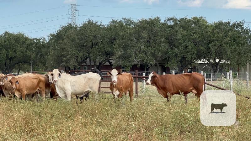 13 Brahman Cross Cows w/ 1+ Calves... South TX thumbnail 6