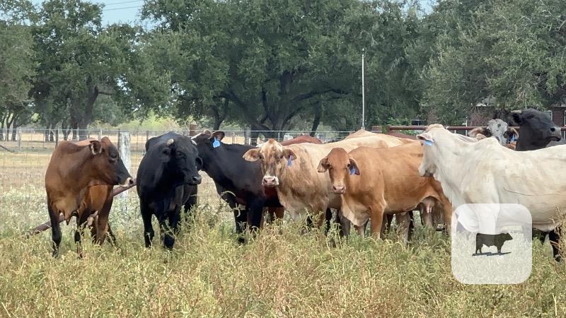 13 Brahman Cross Cows w/ 1+ Calves... South TX thumbnail 3