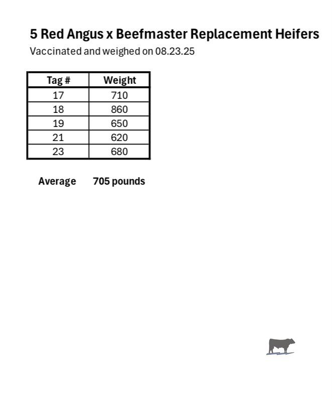 5 Red Angus/Beefmaster Rep. Heifers... Central TX thumbnail 6