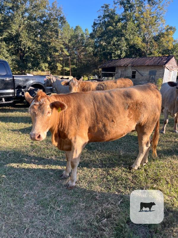 2 Hereford Rep. Heifers... E. Central LA thumbnail 2