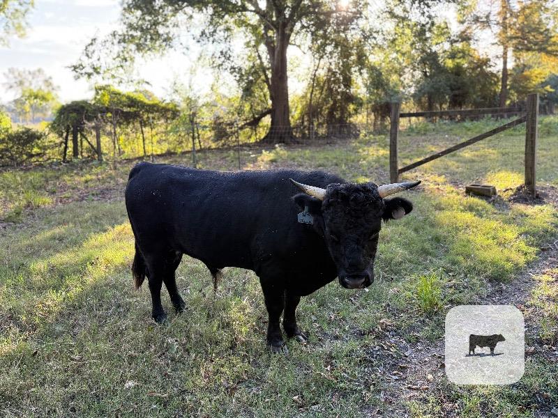 1 Aberdeen Angus Bull... Southeast LA thumbnail 5