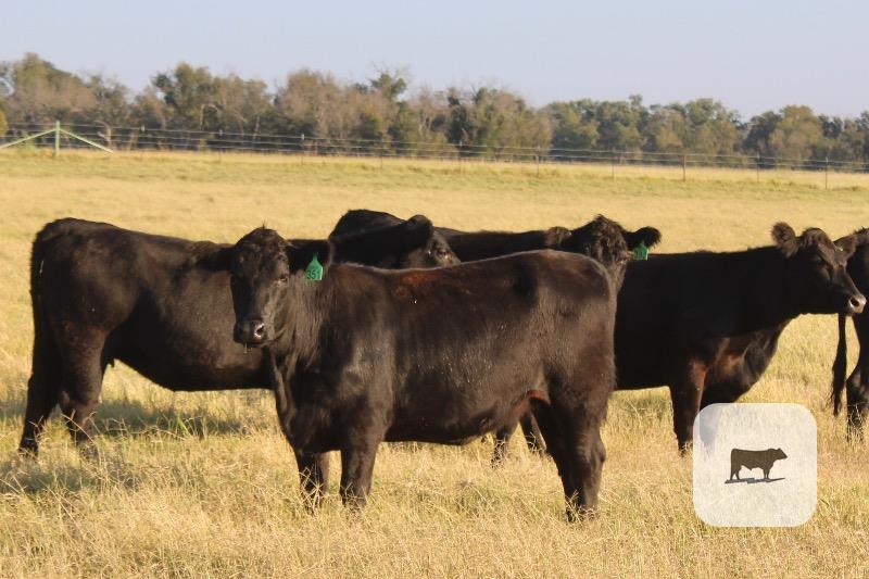 271 Angus Bred Heifers... Central TX