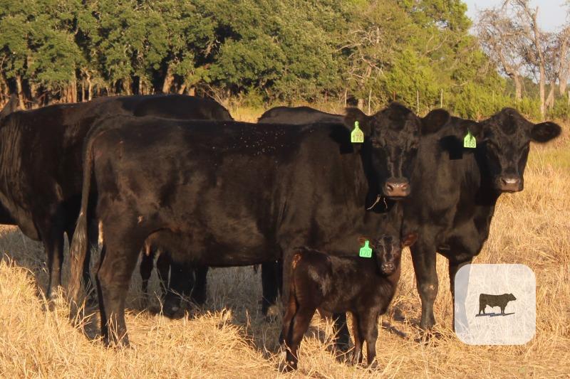 309 Angus Pairs... Central TX thumbnail 4