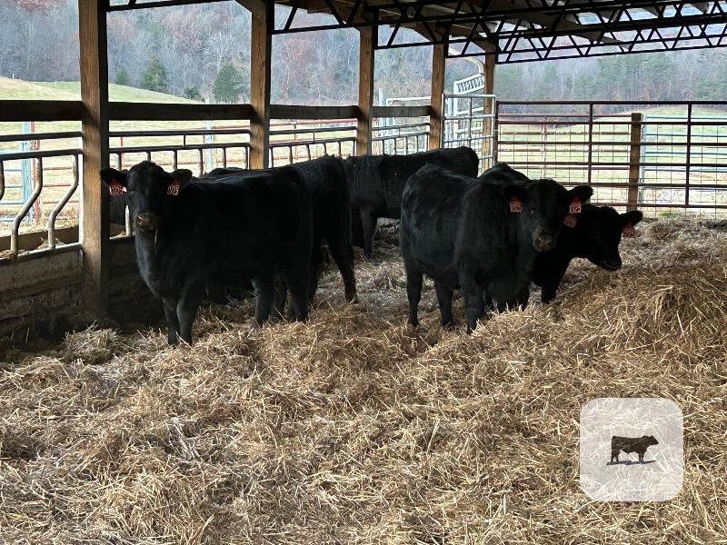6 Reg. Angus Rep. Heifers... Eastern TN