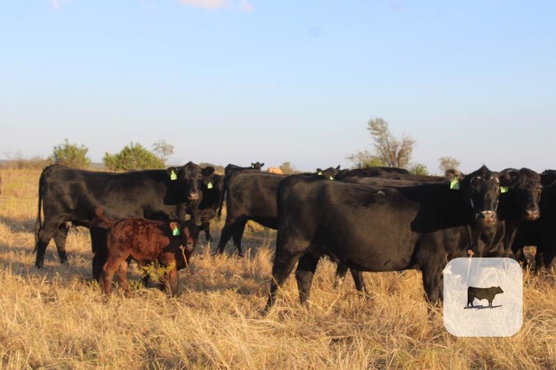 309 Angus Pairs... Central TX thumbnail 6