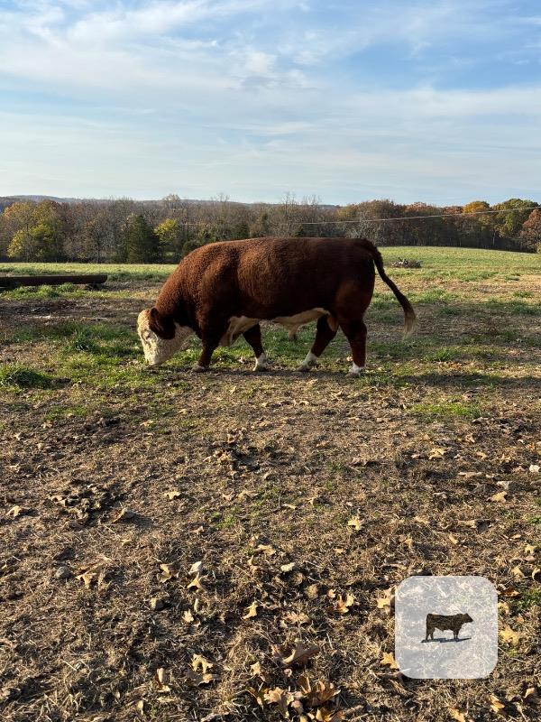 1 Reg. Hereford Bull... S. Central MO thumbnail 3