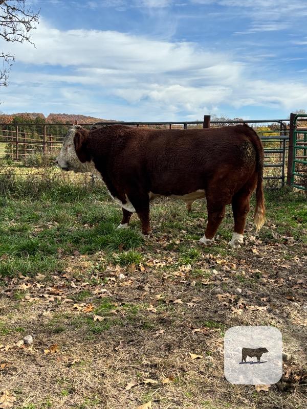 1 Reg. Hereford Bull... S. Central MO thumbnail 2