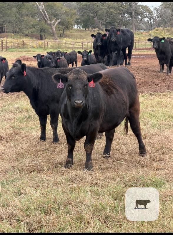 95 Angus Bred Heifers... Central OK thumbnail 3