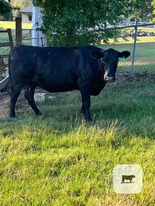 6 Angus Cows... N. Central AL thumbnail 4
