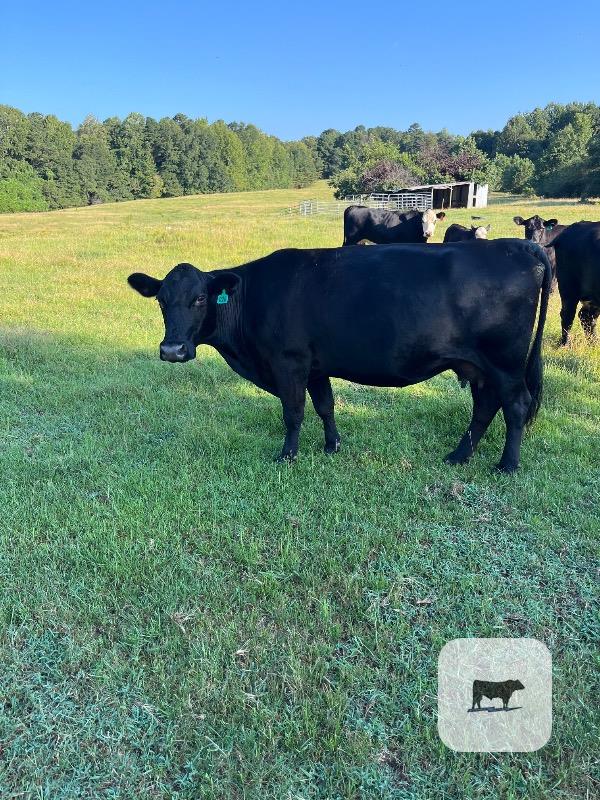6 Angus Cows... N. Central AL thumbnail 6