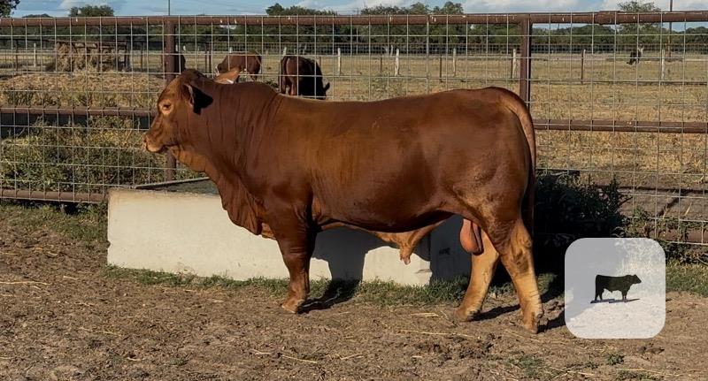 1 Beefmaster Bull... South TX thumbnail 2