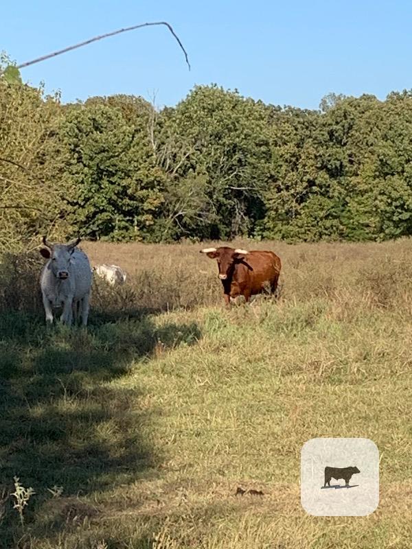 21 Longhorn, Corriente and Crossbred Cows w/ 4+ Calves... Northeast TX thumbnail 6