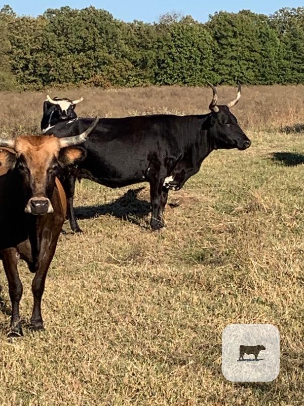 21 Longhorn, Corriente and Crossbred Cows w/ 4+ Calves... Northeast TX thumbnail 2