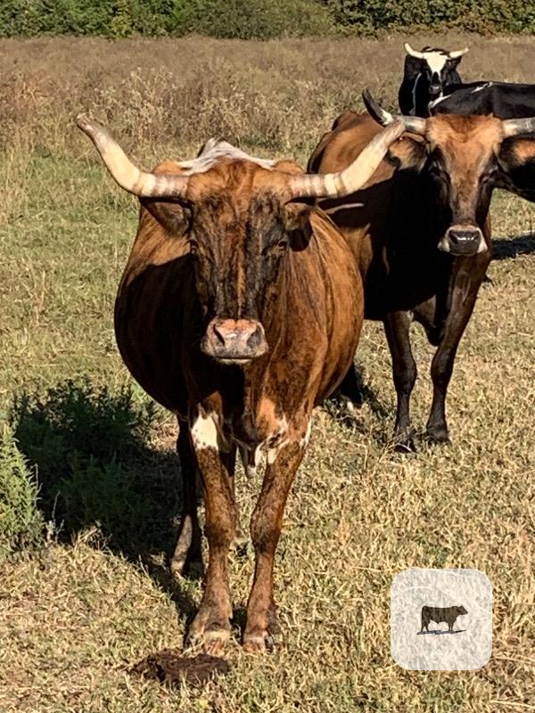 21 Longhorn, Corriente and Crossbred Cows w/ 4+ Calves... Northeast TX