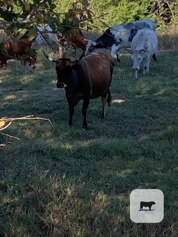 21 Longhorn, Corriente and Crossbred Cows w/ 4+ Calves... Northeast TX thumbnail 4