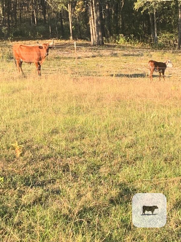 21 Longhorn, Corriente and Crossbred Cows w/ 4+ Calves... Northeast TX thumbnail 5
