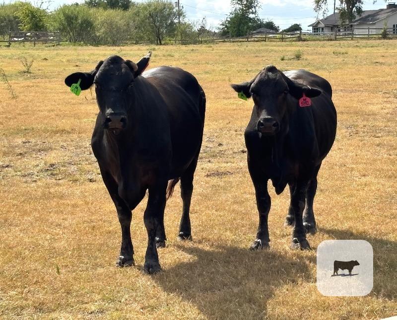 45 Angus, Brangus & BMF Cows... Central TX thumbnail 3