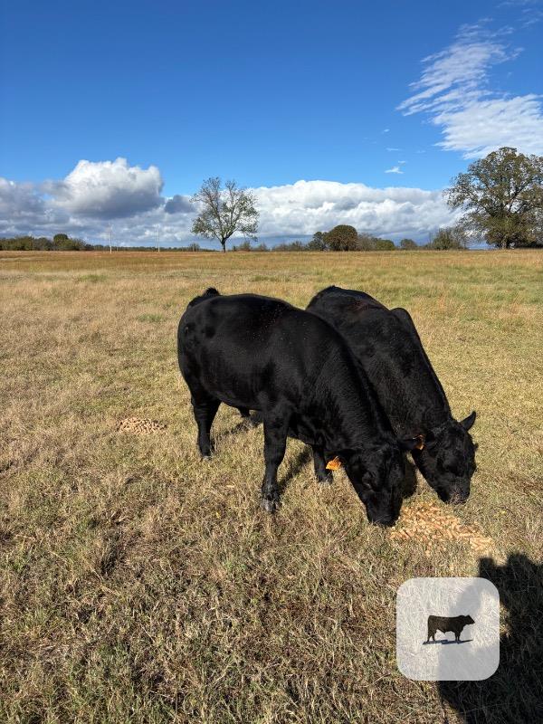 2 Angus Bulls... E. Central OK thumbnail 2