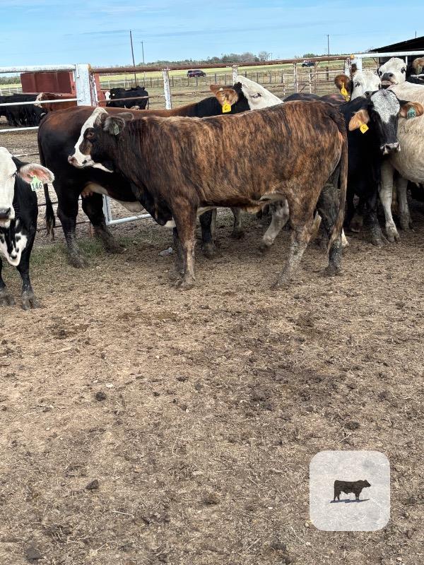 29 F1 Brangus & F1 Braford/Tigerstripe Bred Heifers... Northeast TX thumbnail 3