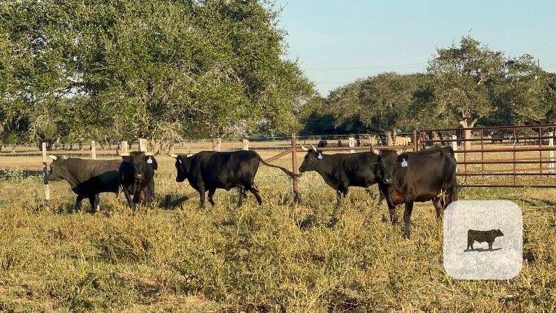 4 Corriente Cows... South TX thumbnail 3