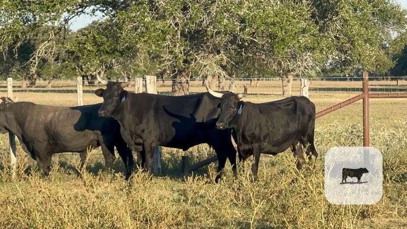 4 Corriente Cows... South TX thumbnail 2