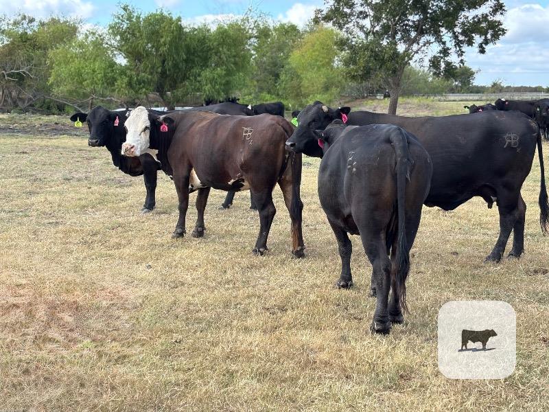 45 Angus, Brangus & BMF Cows... Central TX thumbnail 4