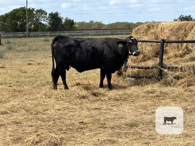 45 Angus, Brangus & BMF Cows... Central TX thumbnail 2