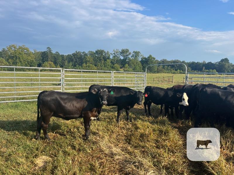 25 Angus, Brangus & BWF Rep. Heifers... N. Central MS thumbnail 2