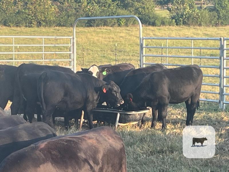 25 Angus, Brangus & BWF Rep. Heifers... N. Central MS