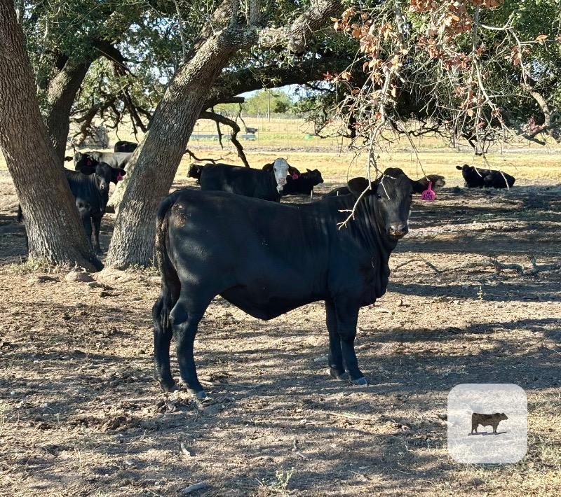 80 Angus Plus, Brangus, & BWF Rep. Heifers... Central TX
