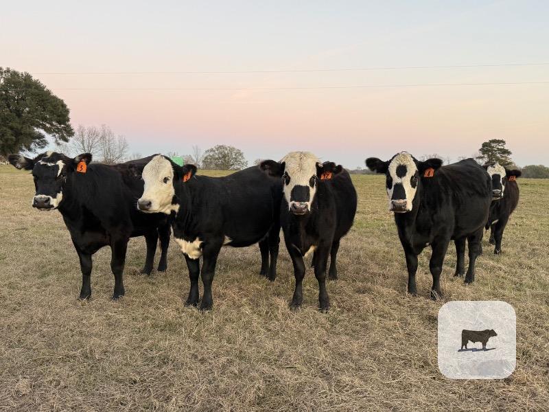 13 Angus Cross BWF Bred Heifers... Northeast TX thumbnail 3