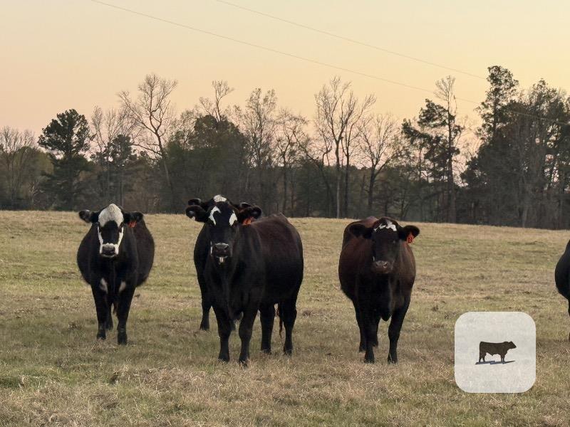 13 Angus Cross BWF Bred Heifers... Northeast TX thumbnail 2